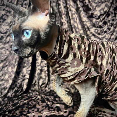 Chocolate predator - velvet lace