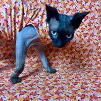 Petal Confetti - Ribbed For Her Pleasure  - Thumbnail 2
