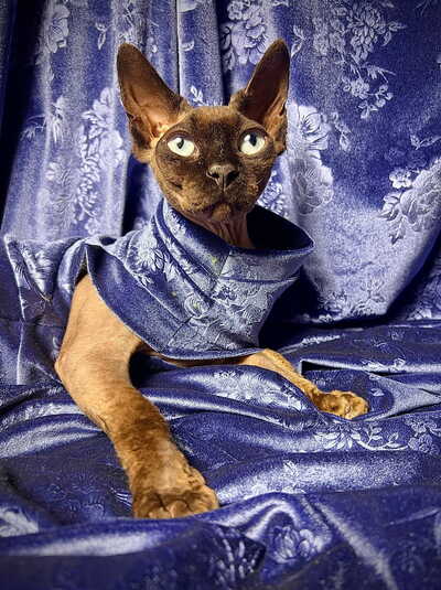 Royal Nocturne - Velvet