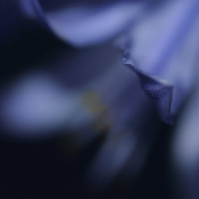"texture: flowers 003" small signed giclée print (10" x 6.7"), first edition of 25