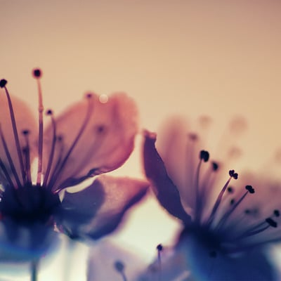 "texture: flowers 002" large signed giclée print (24" x 16"), second edition of 25