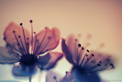 "texture: flowers 002" large signed giclée print (24" x 16"), second edition of 25