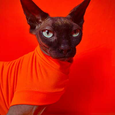 Feline hunter - sleepwear