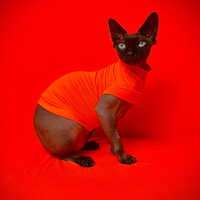 Feline Hunter - Sleepwear - Thumbnail 2