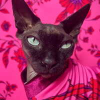 Imperial Rouge Floral - Thumbnail 1