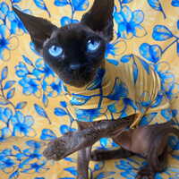 Photosynthesis - Sleepwear - Thumbnail 1