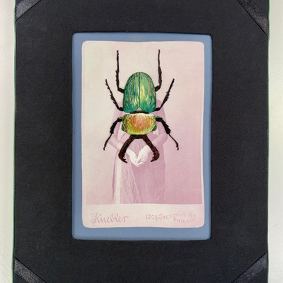 Beetle v.2