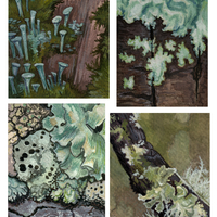 Miniature Lichen Studies - Thumbnail 1