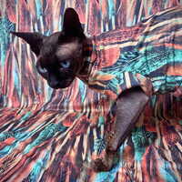 Birds Of A Feather - Sueded - Thumbnail 2