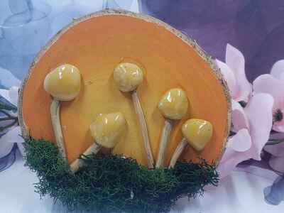 Fantasy Mushroom #5