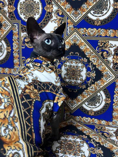 Majesty in Saphire
