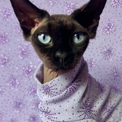 Lilac stardust - Thumbnail 1