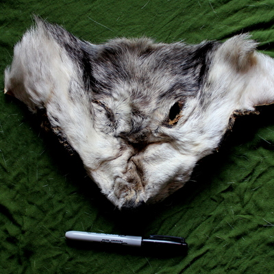 Real canadian gray wolf fur face mask