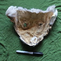 Real Canadian Gray Wolf Fur Face Mask - Thumbnail 1