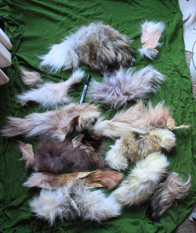 Large Lot Real gray Wolf Fur Scraps Lot B