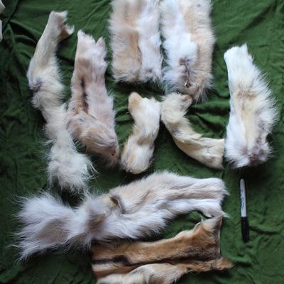 Lot of real gray wolf legskin fur scraps