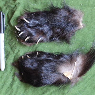 Pair of real wolverine paws with claws