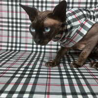 Greys Tartan - Sleepwear - Thumbnail 2