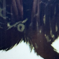 Frankie -Hiss off  - Thumbnail 2