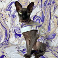 Purple Haze - Ribbed For Her Pleasure - Thumbnail 5