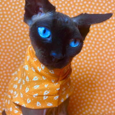 Creamsicle - ribbed for her pleasure 