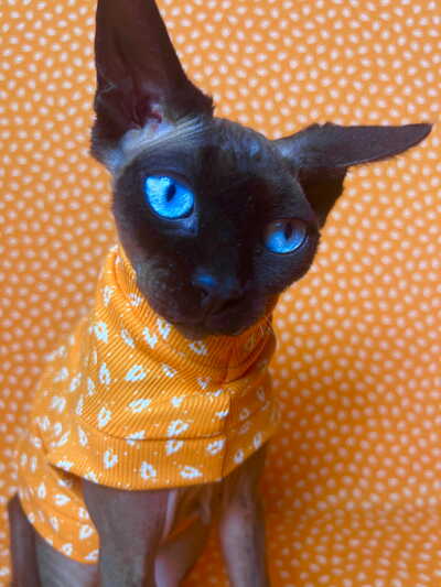 Creamsicle - Ribbed For Her Pleasure 