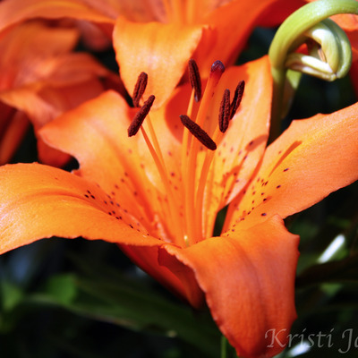 Garden fire note card