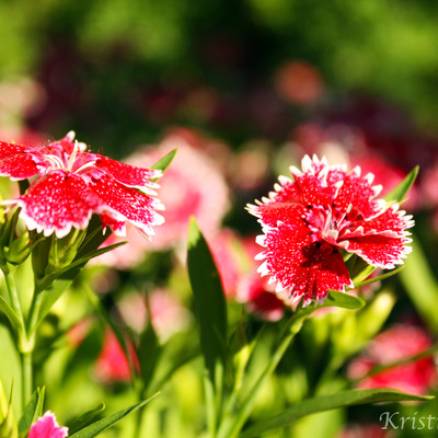 Splash of red note card