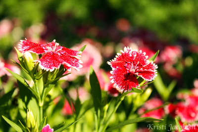 Splash of Red Note Card