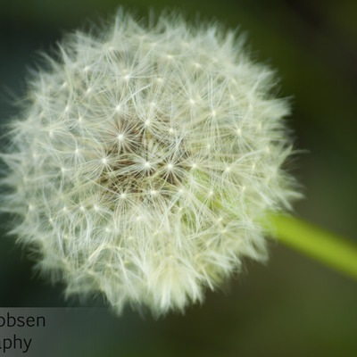 Make a wish note card