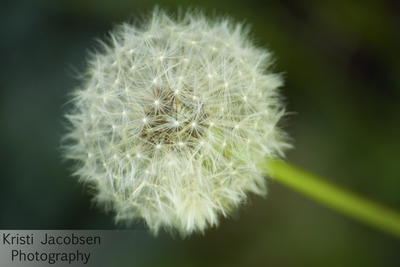 Make a Wish Note Card