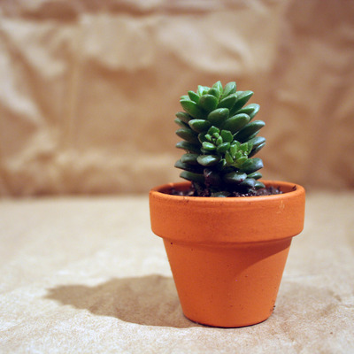 Extra mini plant and pot