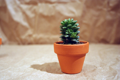 Extra Mini Plant and Pot