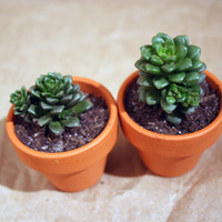Extra Mini Plant and Pot - Thumbnail 1
