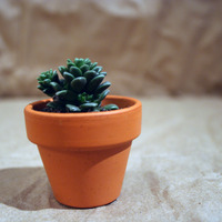 Extra Mini Plant and Pot - Thumbnail 2