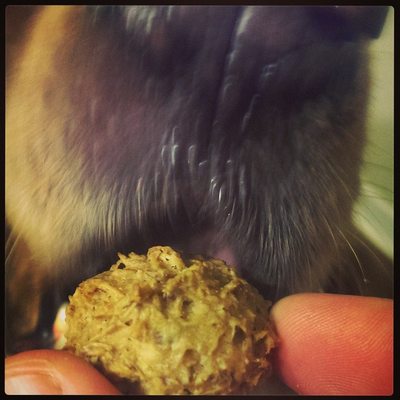 12-oz beer paws beer biscuits for dogs 