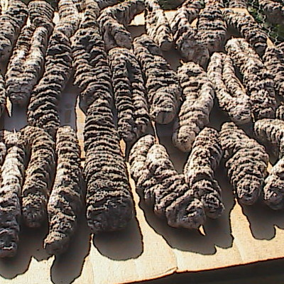 Sea cucumber - holothuria mexicana