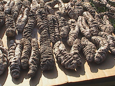 Sea cucumber - holothuria mexicana