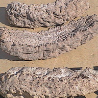 Sea Cucumber - Holothuria Mexicana - Thumbnail 1