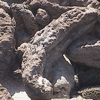 Sea Cucumber - Holothuria Mexicana - Thumbnail 2