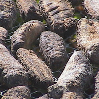 Sea Cucumber - Holothuria Mexicana - Thumbnail 3