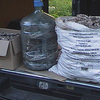 Sea Cucumber - Holothuria Mexicana - Thumbnail 4