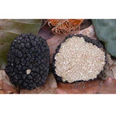 Tuber uncinatum (os)