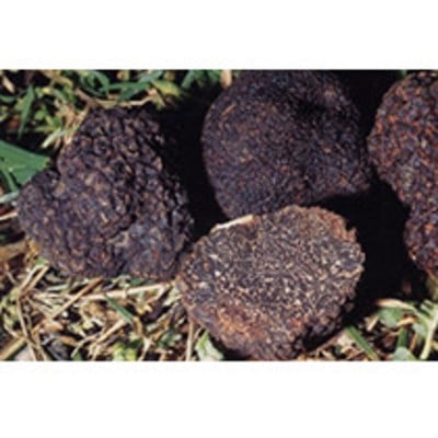 Tuber melanosporum (os)