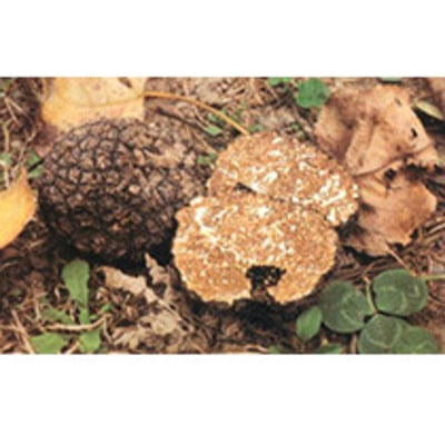 Tuber masentericum (os)