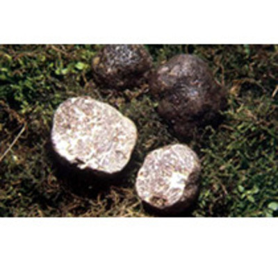 Tuber macrosporum (os)