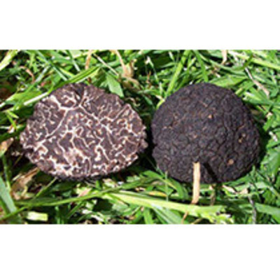 Tuber brunale moscatum de ferry (os)