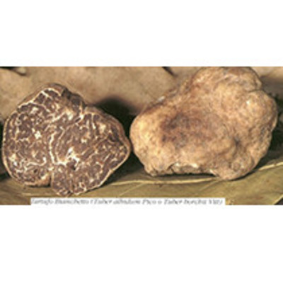 Tuber albidum pico (os)