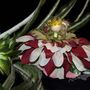 Ashlee the Flower Petal Faerie, Fairy, OOAK - Thumbnail 3