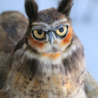 "Rowan" the Great Horned Owl soft sculpture - Thumbnail 2